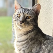 Brillig, a Black, Light-silver, Silver Savannah Mix Cat