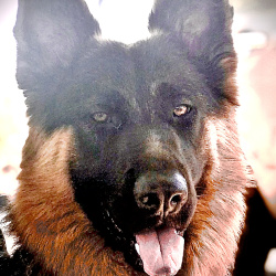 {petName}, a Black, Tan, Rust German Shepherd Dog