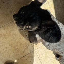 {petName}, a Brindle French Bulldog Dog