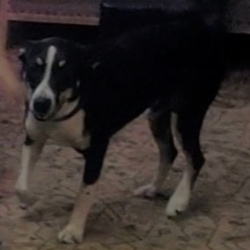 %name%, a %color% %breed% %type%