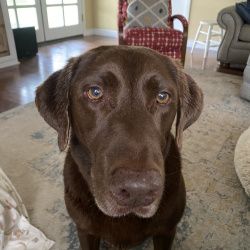 {petName}, a Dark-brown Labrador Retriever Dog