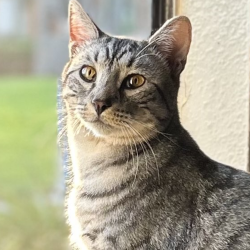 {petName}, a Black, Light-silver, Silver Savannah Mix Cat